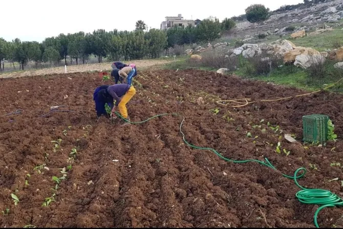 معاناة مضاعفة لمزارعي بلدات الحدود الجنوبيّة بسبب الحرب وتداعياتها (اللقطة من بلدة رميش الحدوديّة المسيحيّة)